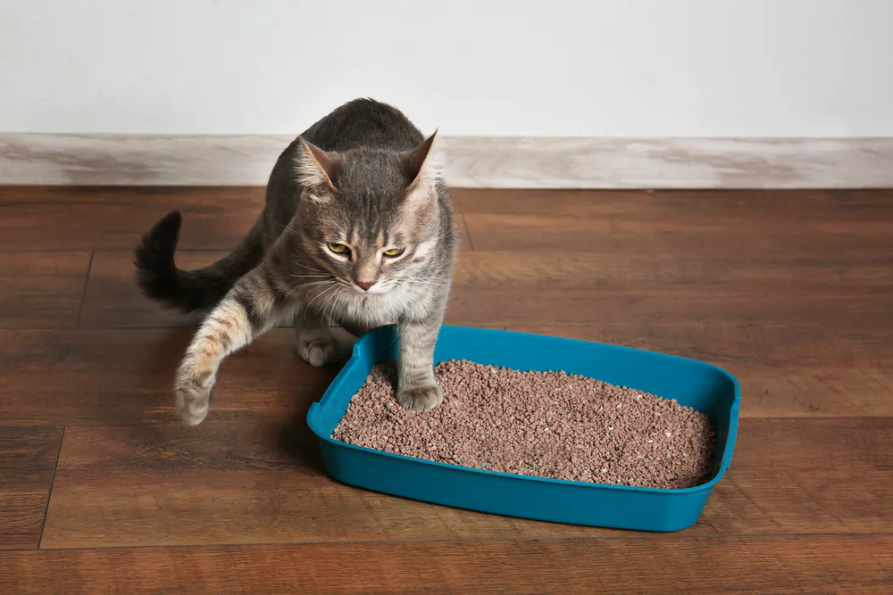 Offer cats litter that's similar to the soft, sandy soil that they are instinctively drawn to. (Africa Studio/Shutterstock)