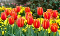 Tricks for Growing Bulbs