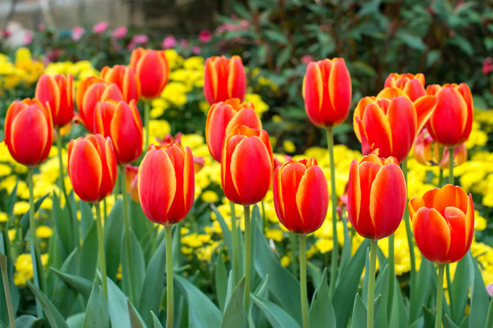 Plant tulip bulbs and other spring-blooming flower bulbs where they can get morning sun and afternoon shade. (CrispyPork/Shutterstock)