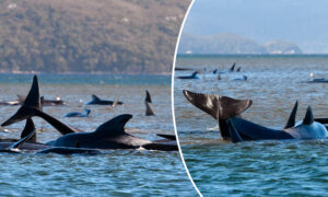 88 Pilot Whales Rescued and Nearly 400 Dead in a Mass Stranding in Australia