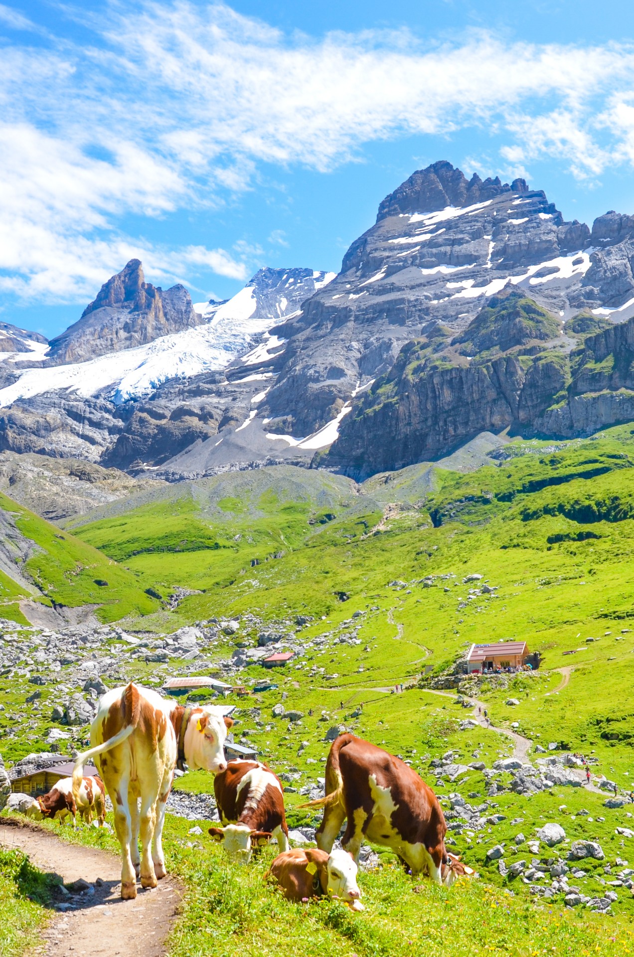 swiss alps cows