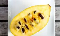 Pickin’ Up Pawpaws: America’s Biggest, Tastiest, Once-Forgotten Native Fruit