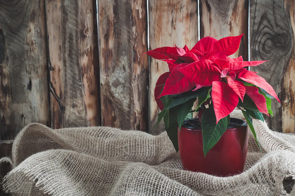 Instead of moving your poinsettia to a closet to keep it in darkness, you can also simply put a box over it. (Katia Seniutina/Shutterstock)