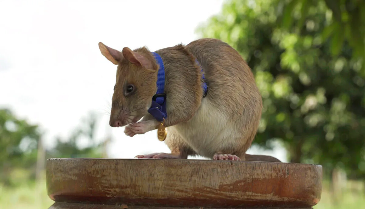 Magawa, the Cambodian landmine detection rat, wearing his PDSA Gold Medal, the animal equivalent of the George Cross, in Siem, Cambodia. A British animal charity has on Friday, Sept. 25, 2020, for the first time awarded its top civilian honor to a rat, recognizing the rodent for his "lifesaving bravery and devotion” in searching out unexploded landmines in Cambodia. (PDSA via AP)