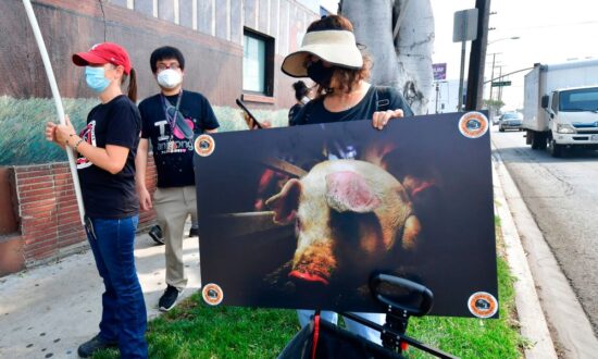 Activists Cited for Break-In, Attempted Pig Rescue at Farmer John Plant