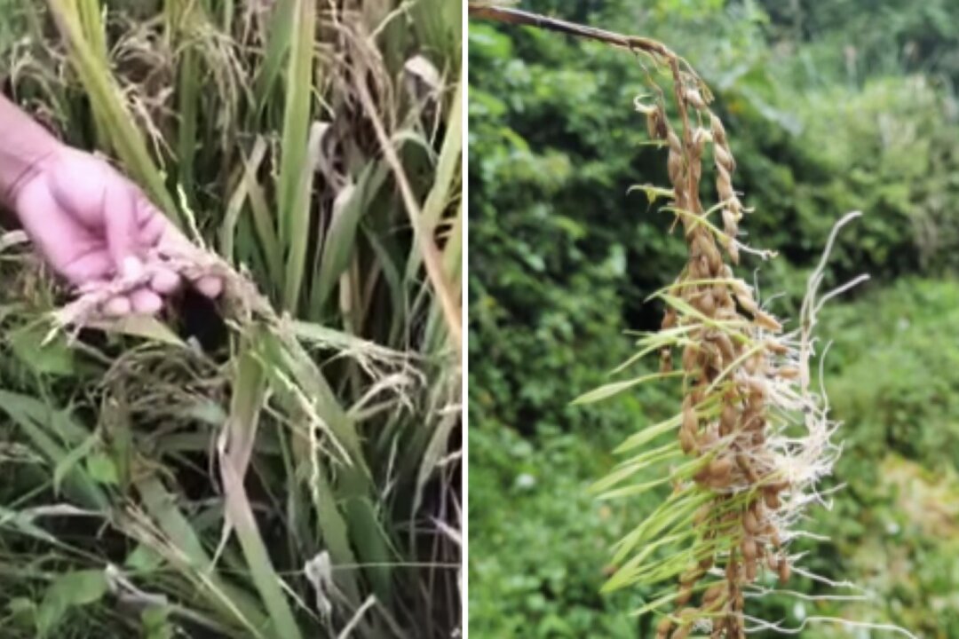 Chinese Farmers Seek Help as Rice Crops Ruined by Flooding