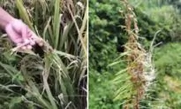 Chinese Farmers Seek Help as Rice Crops Ruined by Flooding