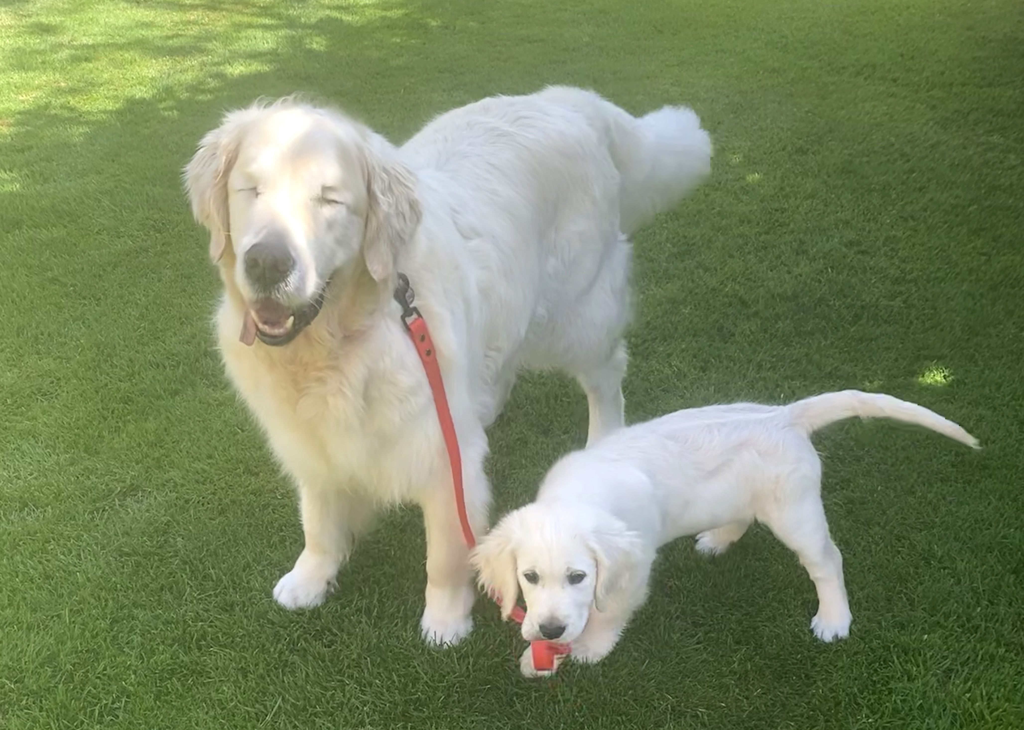 Blind sales golden retriever