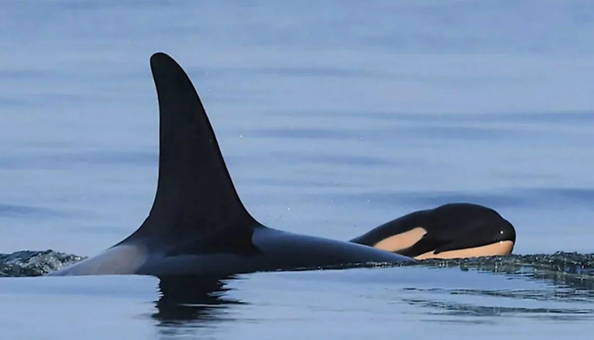 (Courtesy of Katie Jones/Center for Whale Research)