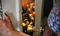 Couple Caught With 100 Dogs in House, 8 Dead, Arrested for Animal Cruelty, Neglect