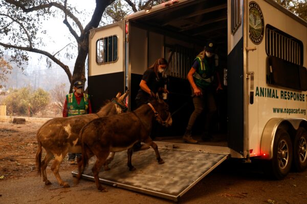 Napa Valley Community Animal Response Team