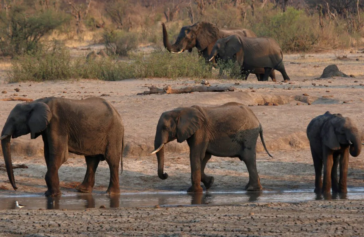 A group of elephants are seen near a watering hole inside Hwange National Park, in Zimbabwe, on Oct. 23, 2019. (Philimon Bulawayo/Reuters)
