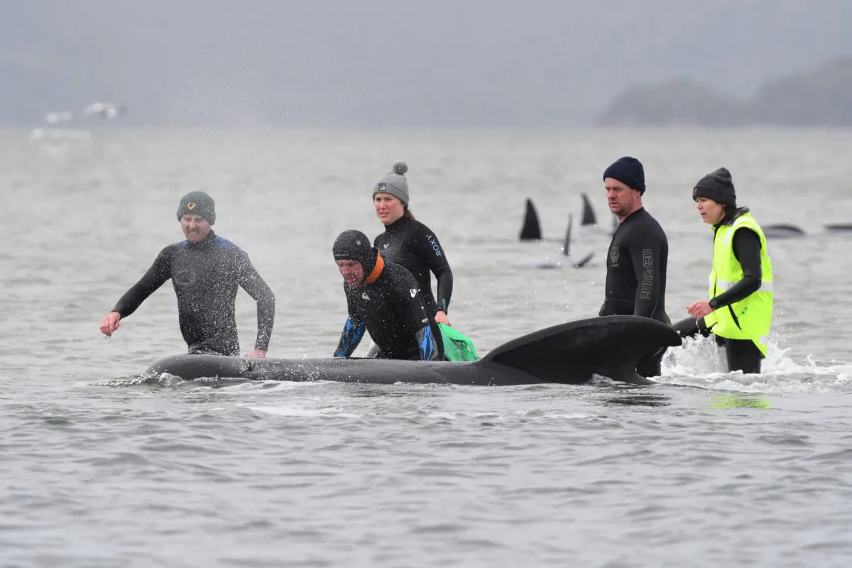 Rescuers work to save a pod of whales stranded on a sandbar in Macquarie Harbour on September 22, 2020. (BRODIE WEEDING via Getty Images)