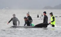 Samples From Stranded Whales Give Hope for Research on Beachings