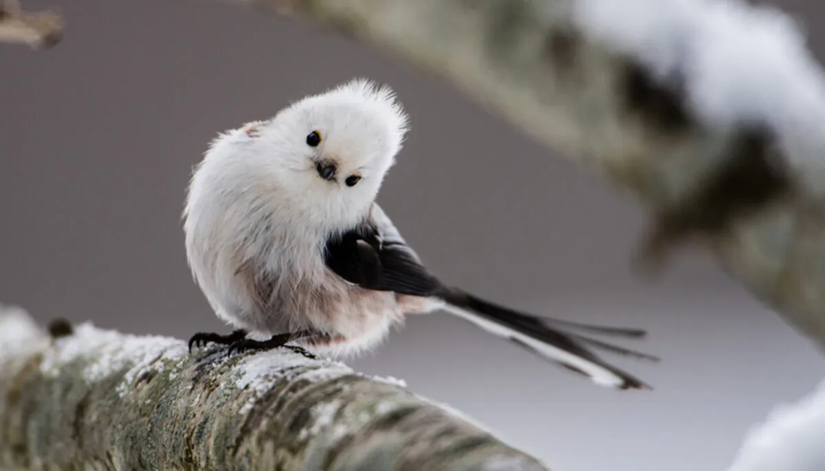 (Tobyphotos/Shutterstock)