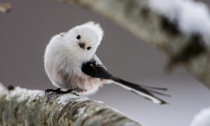 Majestic Birds: Each One Is the Most Beautiful and Cutest of All