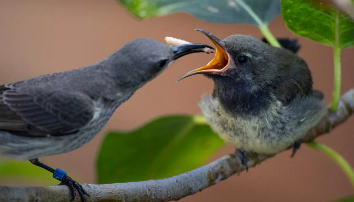 The splendid sunbird chick being fed by its mother at the San Diego Zoo's Conrad Prebys Africa Rocks Aviary, as pictured on Aug. 11, 2020. (Courtesy of Ken Bohn/San Diego Zoo Global)