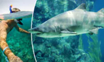 Pregnant Woman Saves Husband Attacked by 9ft Bull Shark While Snorkeling in Florida Keys