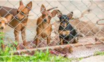 Shelter Rescues 26 Dogs Living in Crates in an Apartment After Owner Faces Eviction