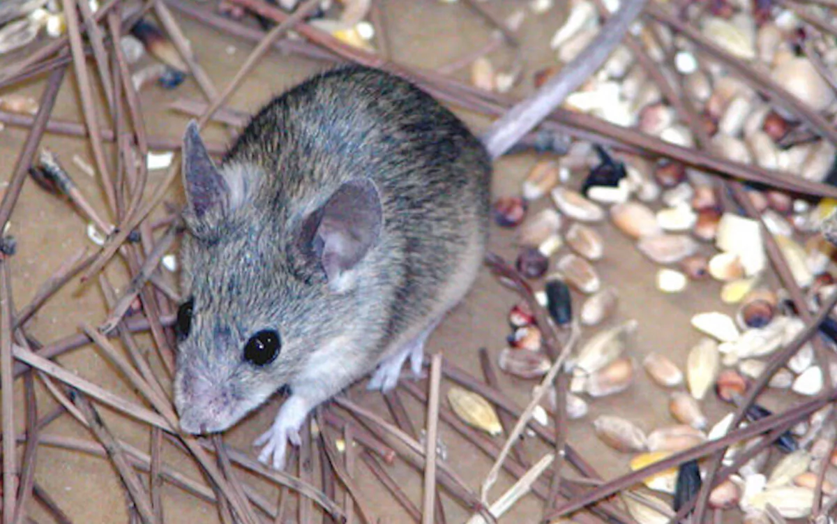 A Cypriot mouse (Mus Cypriacus) in a photo released by Durham University in Durham, England, on Oct. 12, 2006. 