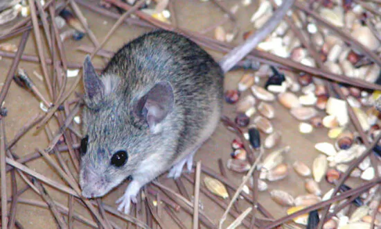Bubonic Plague Rages in Inner Mongolia, Suspected Case Reported in Yunnan 