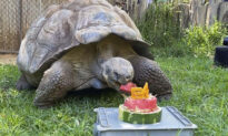 440lb Galapagos Tortoise Celebrates 54th Birthday With Watermelon Cake at Perth Zoo