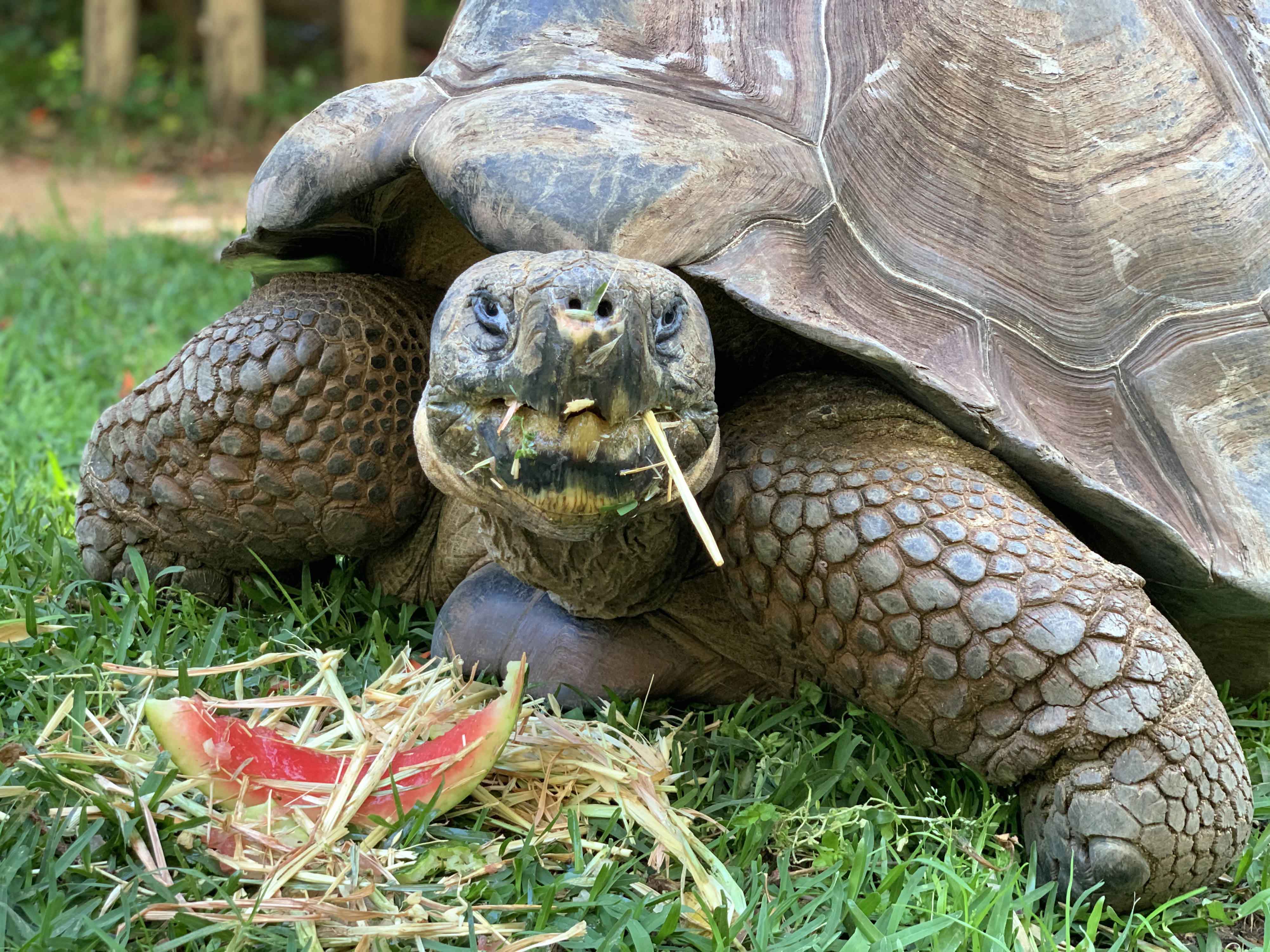 440lb Galapagos Tortoise Celebrates 54th Birthday With Watermelon Cake ...