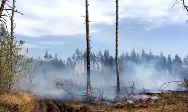 Fire burns in a forest in Luhansk region
