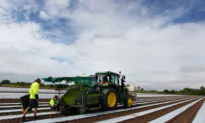 Young Aussies Farm Incentive $6000 to Fill Harvest Shortages