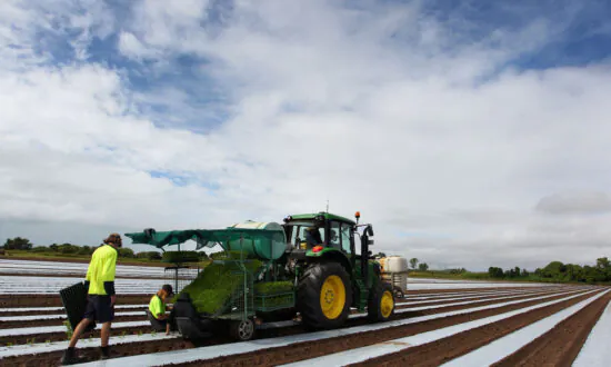 Tariff Cuts and Trade Deals Set Up 2022 as Good Year for Aussie Farmers: Agricultural Minister