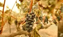 Wine Talk: Napa Valley Fire Update