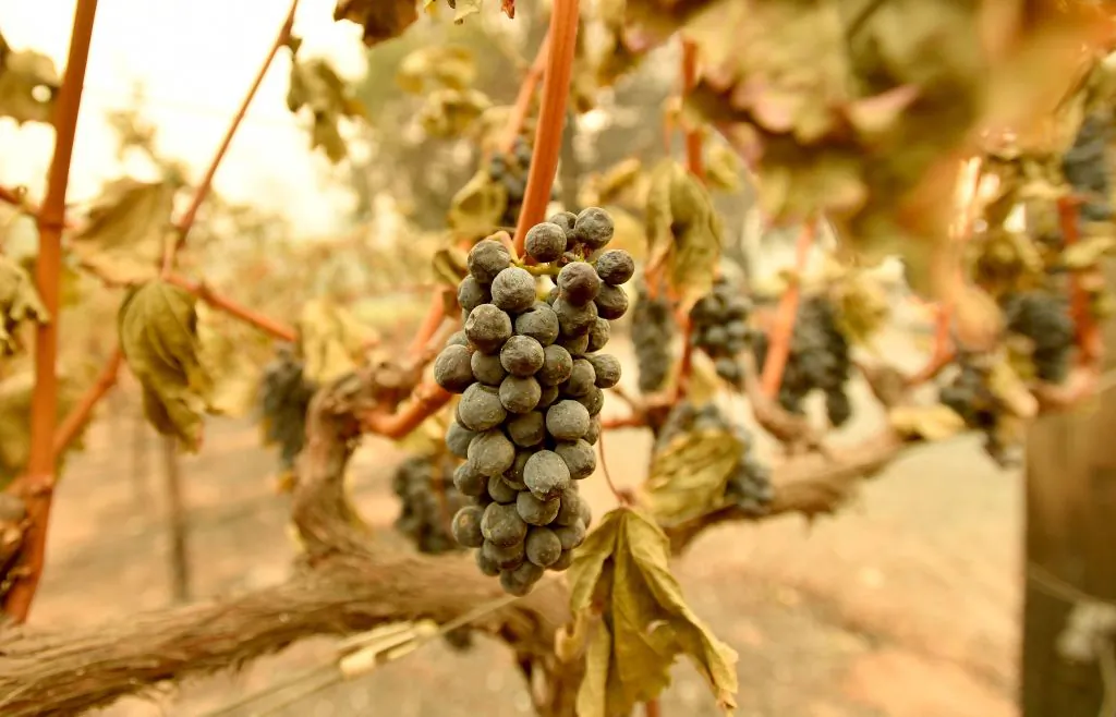 The Glass fire, which raged for 23 days, was perhaps the most destructive in the history of America's most prominent wine region. (Josh Edelson/AFP via Getty Images)
