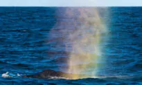 Stunning Photo Shows Humpback Whale Spurting Colorful ‘Rainbow’ From Its Blowhole