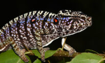 Scientists Rediscover Elusive Chameleon Last Seen 100 Years Ago in Madagascar
