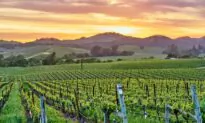 Wine Talk: Somm Challenge Standouts