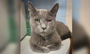 Animal Rescuers Find 49 Dead Felines, 161 Cats in Critical Condition in 'Pet Sanctuary' in Ohio