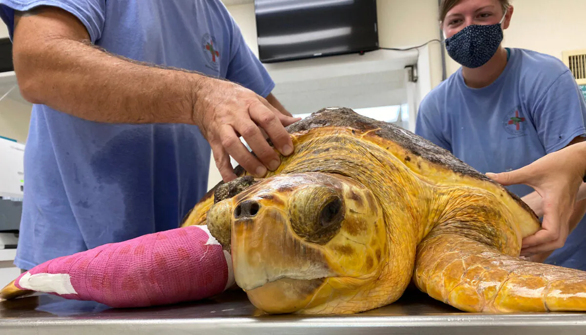 (Courtesy of The Turtle Hospital)