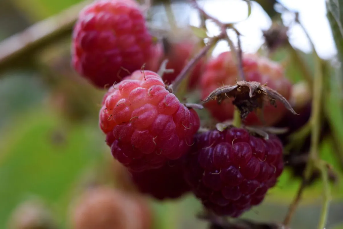 Raspberries are pictured during a harvest season at a local farm near Chillan, Chile March 13, 2020. Picture taken March 13, 2020. (REUTERS/Jose Luis Saavedra)