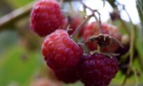 How a Chilean Raspberry Scam Dodged Food Safety Controls From China to Canada