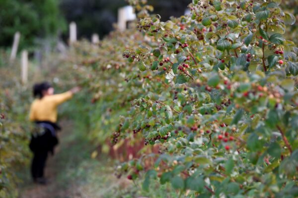 Epoch Times Photo