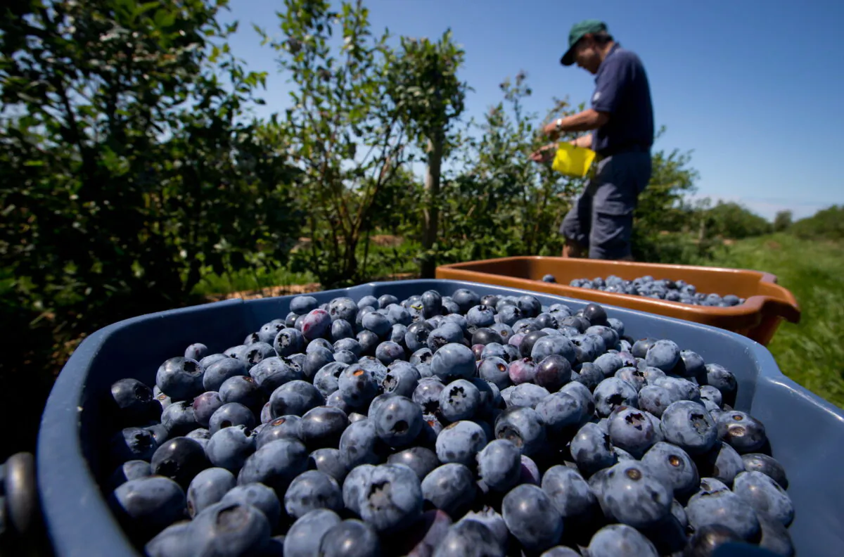 Howard Shimokura picks blueberries at Emma Lea Farms in Ladner, B.C., on July 21, 2014. (THE CANADIAN PRESS/Darryl Dyck)