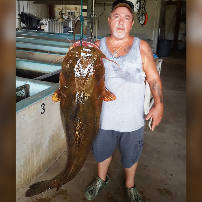 Florida Panhandle Fisherman Hauls In HUGE Flathead Catfish, Breaks State  Record