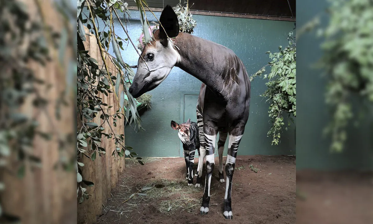 (ZSL London Zoo)