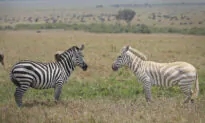 Couple on Safari Capture Photos of Extremely Rare White Zebra Grazing in African Savanna