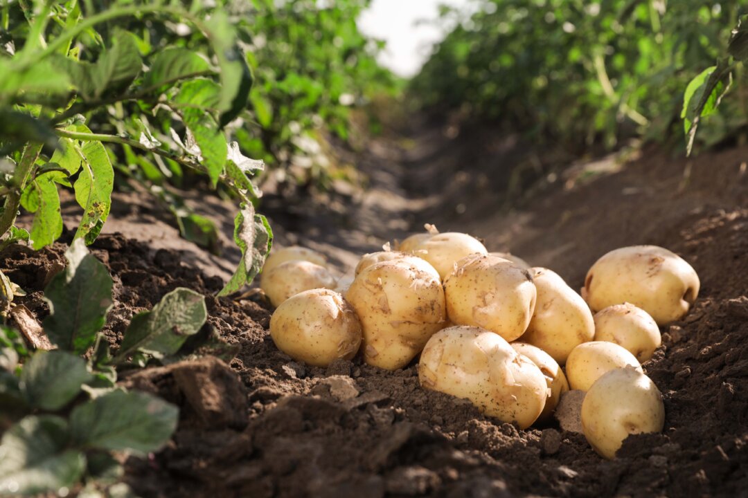 Potatoes can deliver key nutrients in relatively few calories, which is essential for people with Type 2 diabetes. (New Africa/Shutterstock)