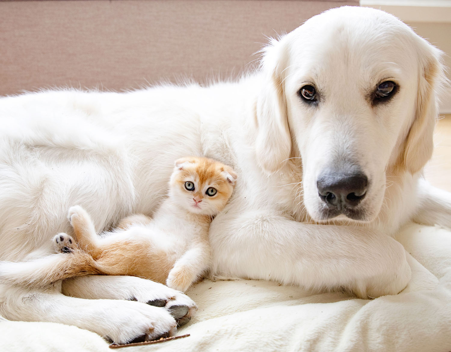 Một hình ảnh tuyệt vời về tình bạn giữa chú chó và mèo con. Cảm nhận được sự ấm áp và tình cảm đong đầy trong bức ảnh này.