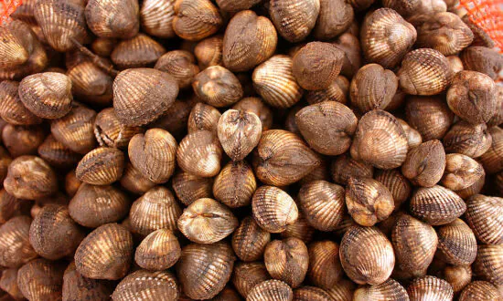NSW to Crackdown on Coastal Cockle Pickers