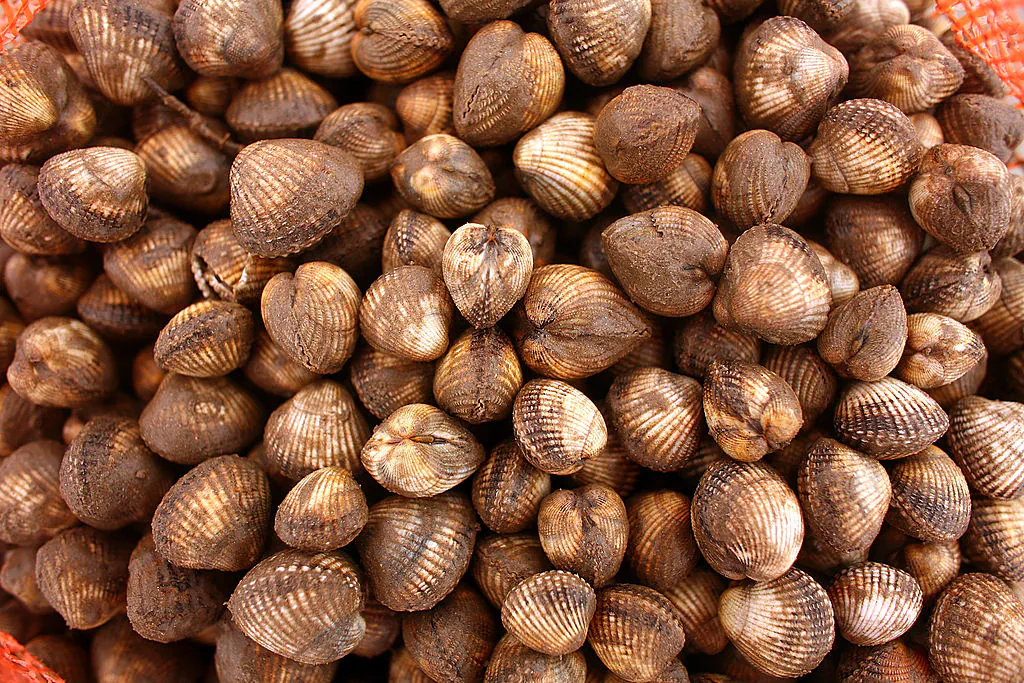 A haul of Cockles raked up by Polish cockle pickers waits to be bagged on the treacherous sands of Morecambe Bay at Hest Bank on February 5, 2008, in Morecambe, England. (Christopher Furlong/Getty Images)
