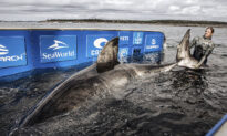 Ocean Researchers Tag 50-Yr-Old Great White Shark, ‘Queen of the Ocean,’ Off Nova Scotia Coast