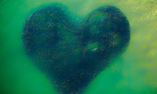 Incredible Drone Photo of Shark Enclosed in Heart of Salmon Wins 2020 Drone Photo Awards